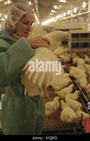 Tierarzt untersucht ein Cobb Huhn auf eine kommerzielle Geflügelfarm Stockfoto