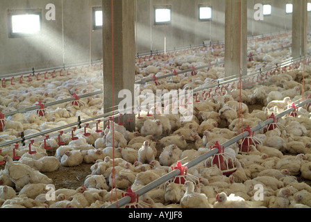 Hühner in einem Stall Broiler Stockfoto