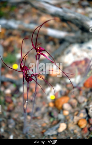 Blut Spider Orchid Caladenia Filifera Frühling Wildblumen in Stirling Range Nationalpark Western Australien Stockfoto