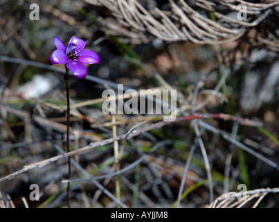 Lila Emaille Orchidee Elythranthera Brunonis einen schönen Frühling Wildblumen in Stirling Range Nationalpark Western Australien Stockfoto