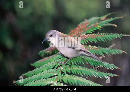 Grey Shrike Soor Colluricincla Mundharmonika Stockfoto