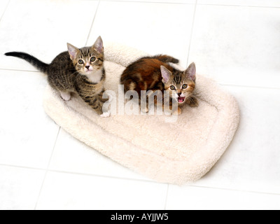 Zwei acht Wochen altes Kätzchen Tabby und Schildpatt auf einer Matte Stockfoto