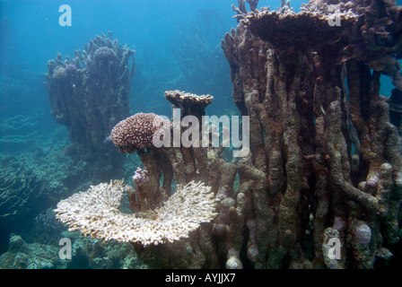 Korallenriff, die kämpfen, um Störeinflüsse Bill Bay Ningaloo Marine Park Western Australia erholen Stockfoto