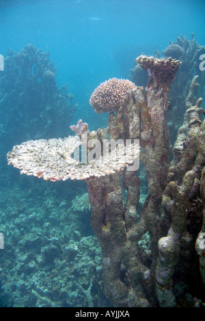 Korallenriff, die kämpfen, um Störeinflüsse Bill Bay Ningaloo Marine Park Western Australia erholen Stockfoto