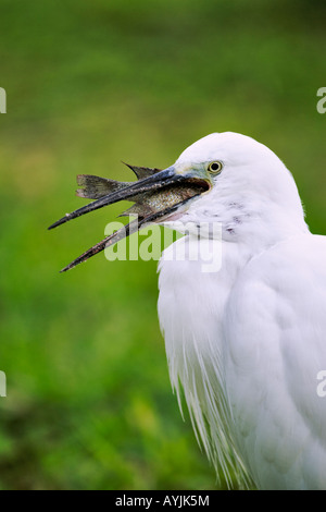 Seidenreiher Egretta Garzetta Verzehr von Fisch vor der Küste von Benguerra Insel Mosambik Stockfoto