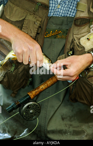 Fly Fisherman Regenbogenforelle Haken entfernen Stockfoto