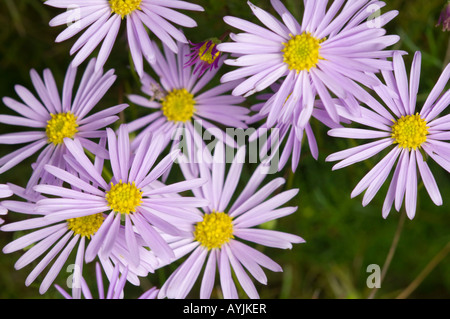 Blumen-Schnitt-Blatt Gänseblümchen, einheimische Flora Wimmera, Victoria, Australien Stockfoto