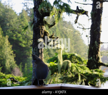 Steller's Jay auf Deck Schiene, Westküste Vancouver Island, 2007 Stockfoto