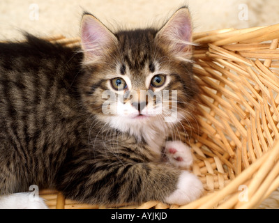 Acht Wochen alte Tabby Kitten Stockfoto