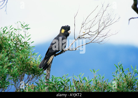 Yellow-tailed Black Cockatoo Calyptorhynchus Funereus fotografiert in Tasmanien Australien Stockfoto