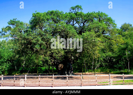 Die große Eiche Baum Sherwood Forest Besucher Park Nottinghamshire England Großbritannien UK Stockfoto