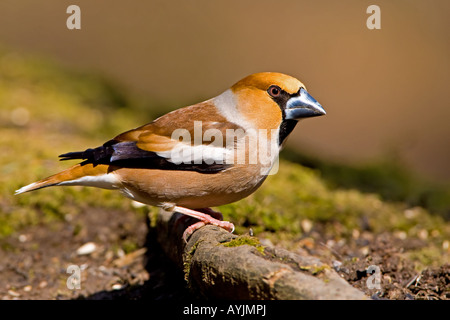 KERNBEIßER Coccothraustes Coccothraustes männlich gehockt Hainbuche Baumwurzel im Forest of Dean. Stockfoto