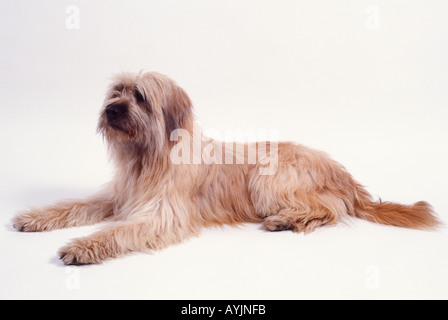 Katalanischer Schäferhund ausgestreckt Seite auf. Stockfoto