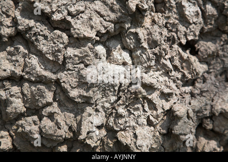 Rinde auf Stamm schwarze Pappel - Populus nigra Stockfoto