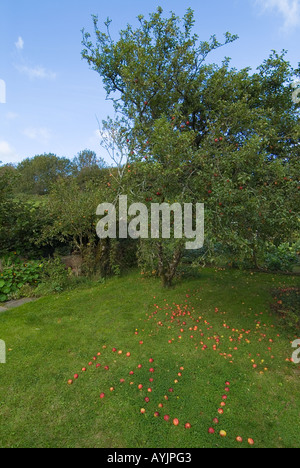 Rote Äpfel von einem Baum gefallen und Schreibweise das Wort FALLEN auf das Gras Devon. VEREINIGTES KÖNIGREICH Stockfoto