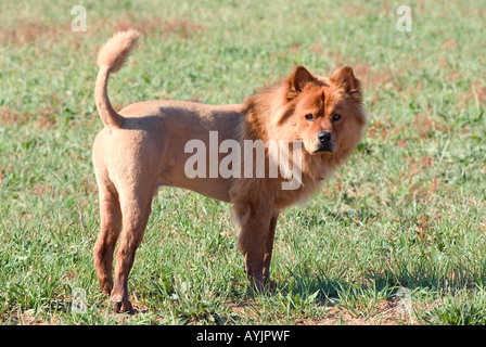 Chow Chow Hund rasiert auszusehen wie ein Löwe stehend in einem grünen Feld mit seinen Schweif und wedelte mit Stockfoto