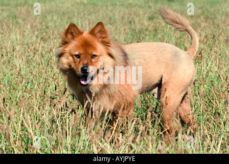 Chow Chow Hund rasiert auszusehen wie ein Löwe steht in einem Feld bereit für die Jagd Stockfoto