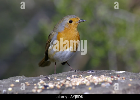 Robin Fütterung Stockfoto