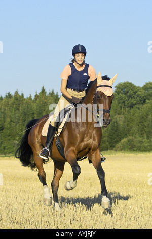 Reiterin auf einem bayerischen Rasse Pferd Stockfoto