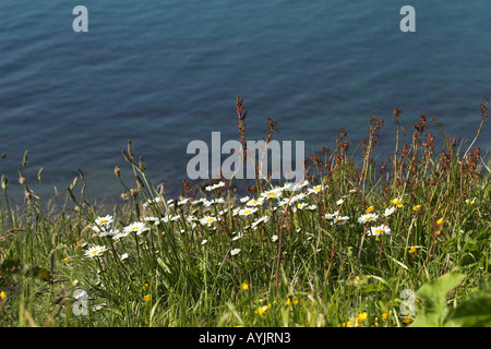 große Gänseblümchen auf der Klippe mit Blick auf das Meer im Sommer Stockfoto