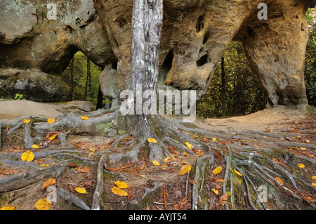 Baum Wurzeln Herbstlaub vor Angel Windows Red River Gorge geologischen Bereich Daniel Boone National Forest Kentucky Stockfoto