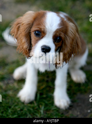 Ein junger Welpe spielt außerhalb. Die Rasse der Welpen ist ein Cavalier King Charles Stockfoto