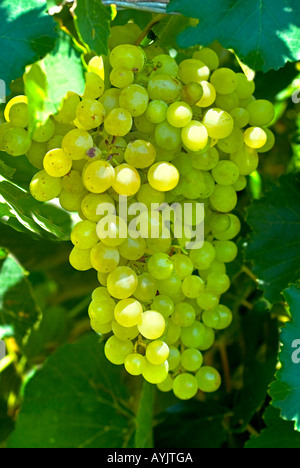 Cluster von weißen Trauben am Rebstock Stockfoto