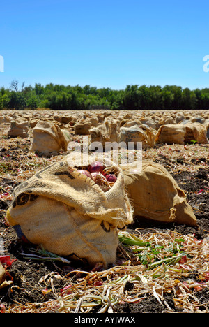 Frisch geerntete rote Zwiebeln in Sackleinen Säcke auf dem Boden in einem bebaute Feld Stockfoto