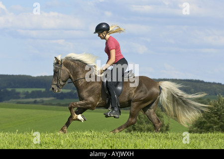 Junge Dame-Reiter auf der Rückseite eine galoppierende Islandpferd-Hengst Stockfoto