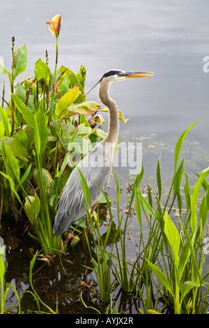 Das Great Blue Heron in Florida gesehen; USA Stockfoto