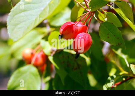 Holzäpfel, die an einem Baum hängen Stockfoto
