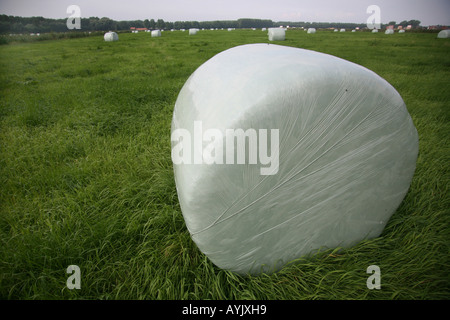 Niederlande-Landschaft Kühe frisch mähen, die als Nahrung dienen Stockfoto
