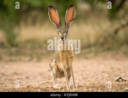 Schwarz-angebundene Jackrabbit oder Wüste Hase (Lepus Californicus), Arizona, USA Stockfoto