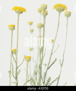 Santolina Chamaecyparissus, Baumwolle Lavendelblüten, Lavendel Baumwolle, gelbe Taste geformt Stockfoto