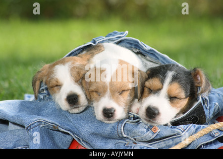 Jack Russell Terrier - drei Welpen schlafen in einer jeans Stockfoto