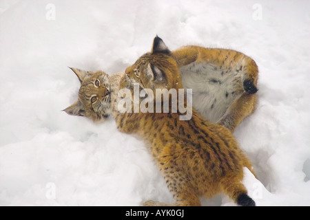 zwei junge Luchse - spielen im Schnee / Lynx Lynx Stockfoto