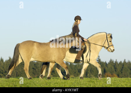 Junge Reiter auf norwegische Pferd mit Islandpferd Stockfoto