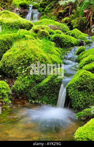 Moosigen Regenwald Creek, Vancouver Island, 2008 Stockfoto