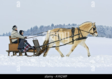 Schlitten fahren mit einem norwegischen Pferd Stockfoto