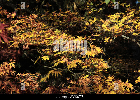 Bäume-Herbst-Farben Westonbirt Arboretum Gloucestershire, England Stockfoto