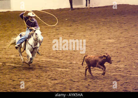 Reiten Sie Cowboy mit einem Seil über den Kopf in Bewegung während ein Kalb roping Rodeo-Wettbewerb Stockfoto