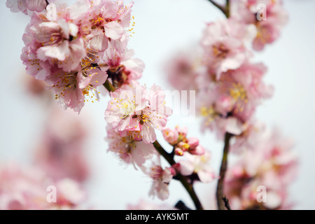 Mandelblüte Stockfoto