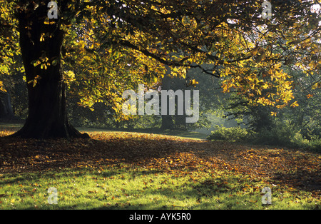 Priory Park im Herbst, Warwick, Warwickshire, England, UK Stockfoto