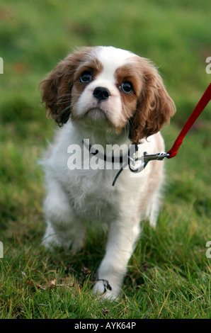 Ein junger Welpe spielt außerhalb der Rasse der Welpen ist ein Cavalier King Charles Stockfoto