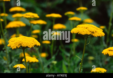 Achillea Filipendulina Cloth of Gold Stockfoto