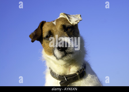 "Jack Russell'terrier Hund Stockfoto