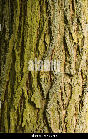 Henry Weiden Country Park - Berkshire - UK Baumstamm Stockfoto