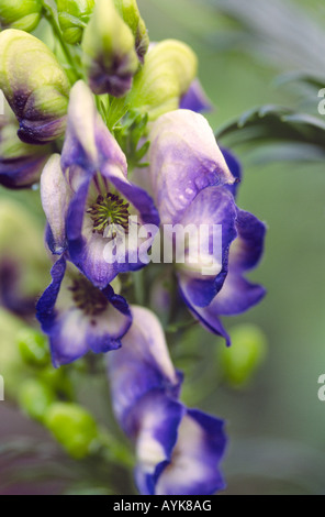 Aconitum X cammarum Bicolor Stockfoto