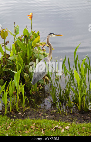 Das Great Blue Heron in Florida; USA Stockfoto