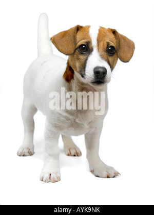 Jack russell Stockfoto